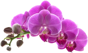 flower_1_3 1